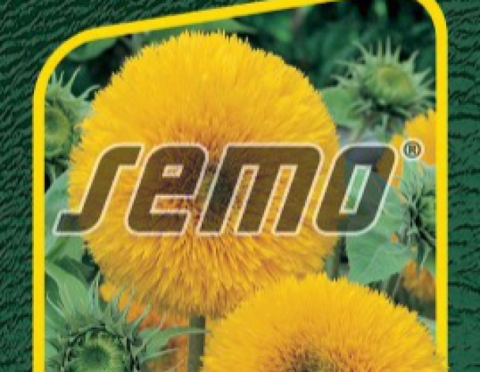Semo Sonnenblume Teddy Bear
