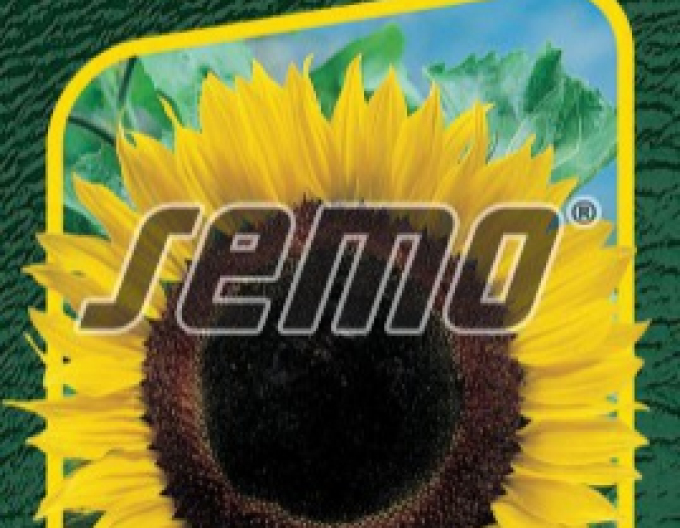 Semo Sonnenblume Gigant
