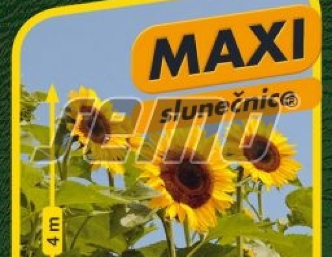 Saatgut Sonnenblume einjährig Titan