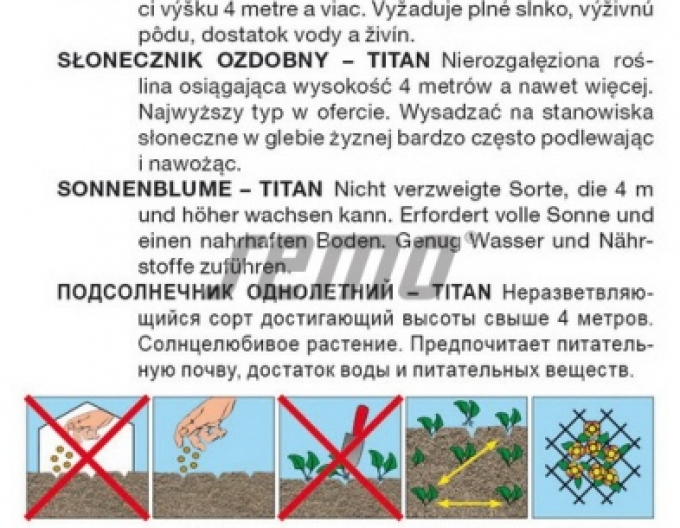 Saatgut Sonnenblume einjährig Titan