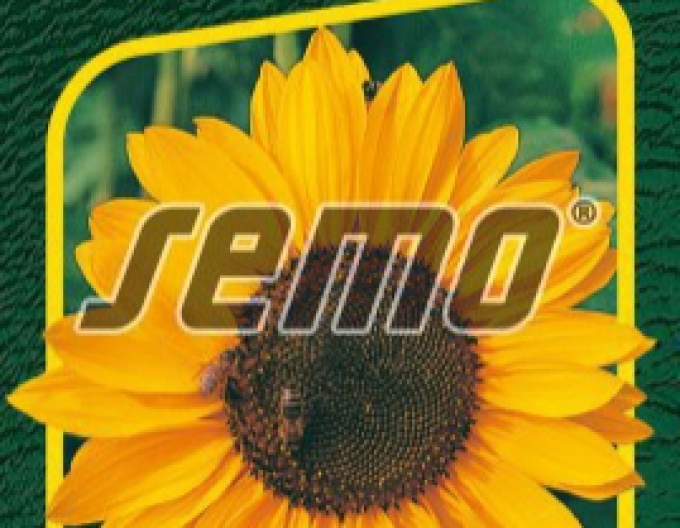 Semo Sonnenblume Sonja