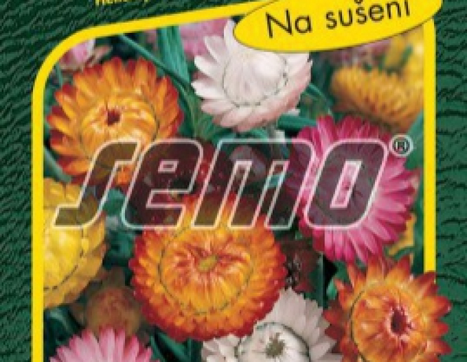 Saatgut Große Strohblume Mix