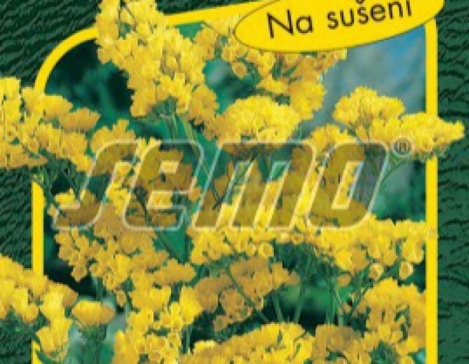 Semo-Limette Goldküste