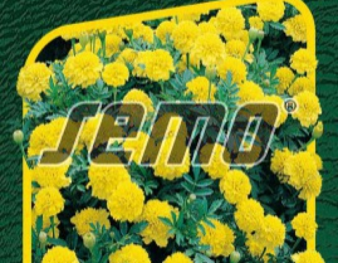 Semo Tagetes Lemon Drop