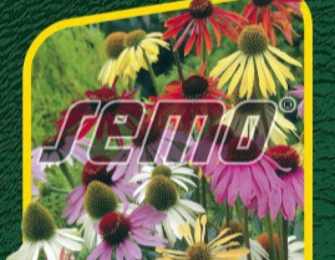 Echinacea-Samen Paradiso