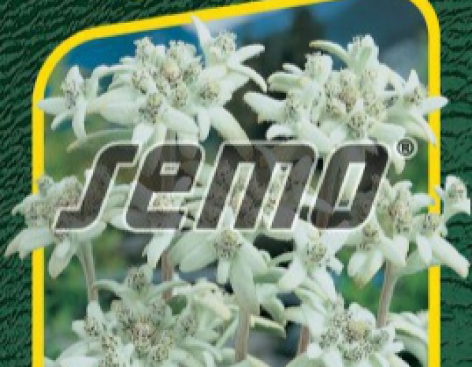 Semo-Alpenschimmelkraut Edelweiß