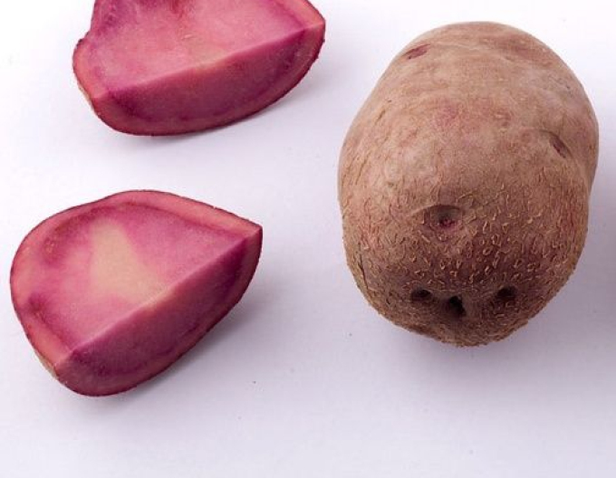 Pflanzkartoffeln Mulberry Beauty Kübel ca. 1kg