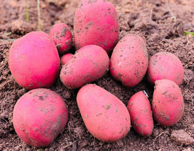 Pflanzkartoffeln Baltic Rose 5kg