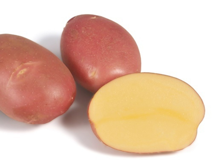 Pflanzkartoffeln Mozart 5kg