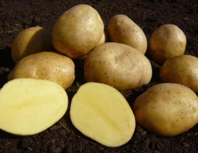 Pflanzkartoffeln Anuschka 25kg