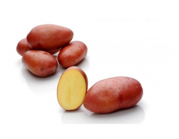 Pflanzkartoffeln Rosara 25kg