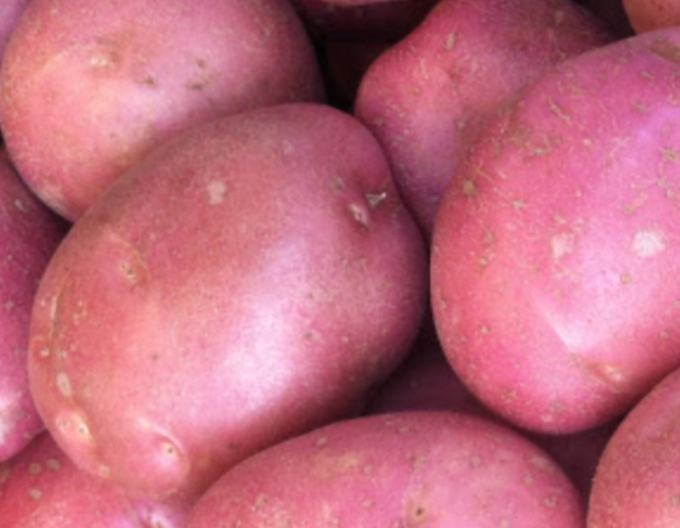 Pflanzkartoffeln Red Anna 25kg
