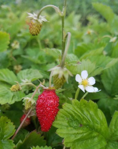 Walderdbeere Alexandria