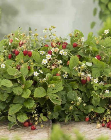 Walderdbeere Alexandria