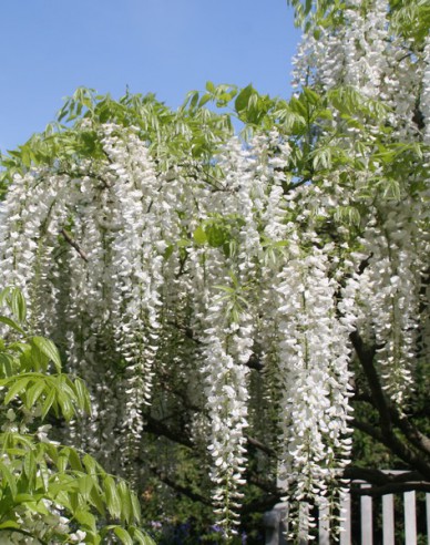 Chinesischer Blauregen Alba