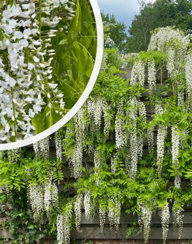 Chinesischer Blauregen Alba