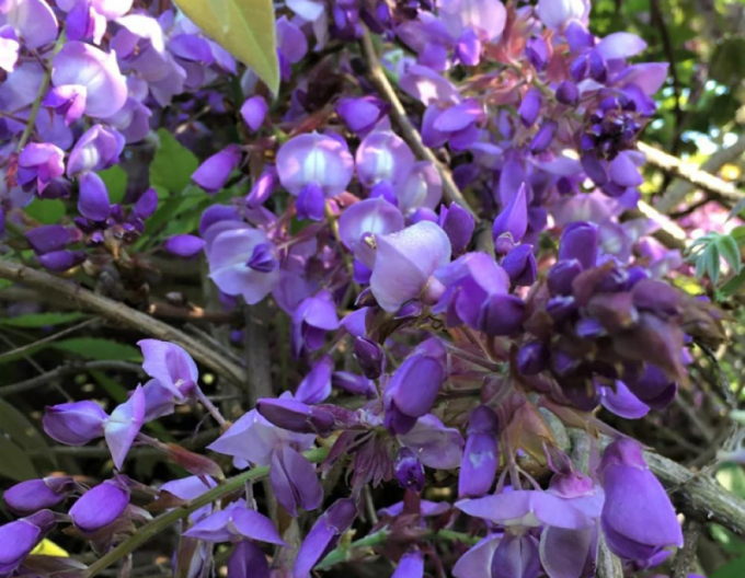 Wisteria sublime Okayama