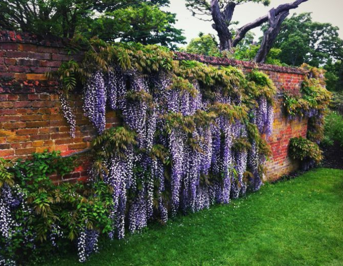 Wisteria sublime Okayama