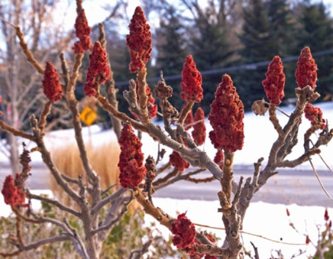 Tigerauge" Wels ( Rhus Typhina)