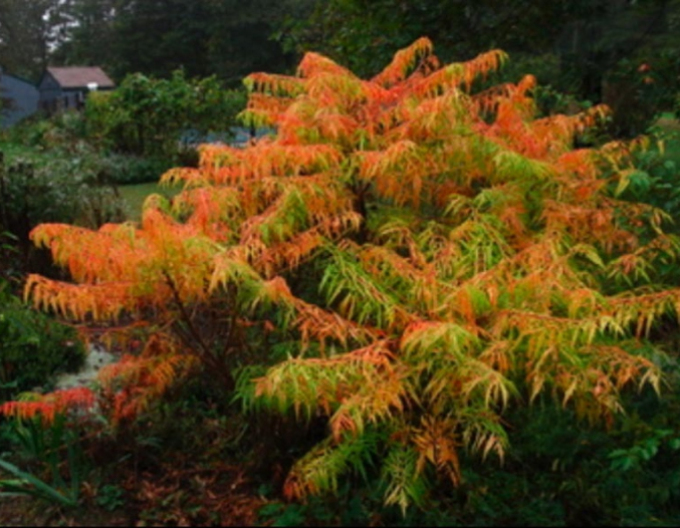 Tigerauge" Wels ( Rhus Typhina)