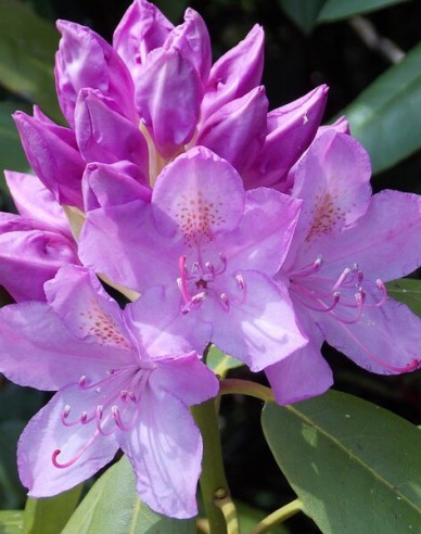 Rhododendron Catawbiense Grandiflorum