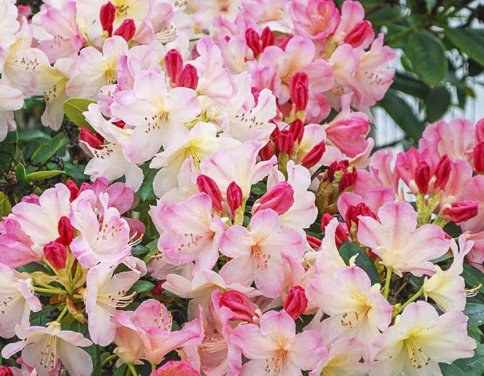 Rhododendron Percy Wiseman