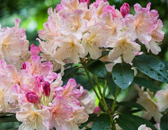 Rhododendron Percy Wiseman