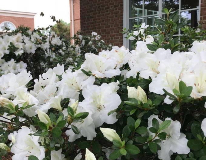 Azalea japonica Dorothy Haiden
