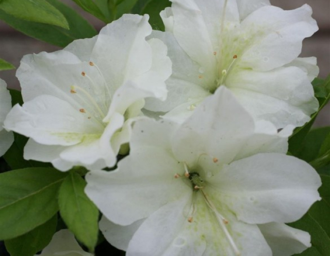Azalea japonica Dorothy Haiden