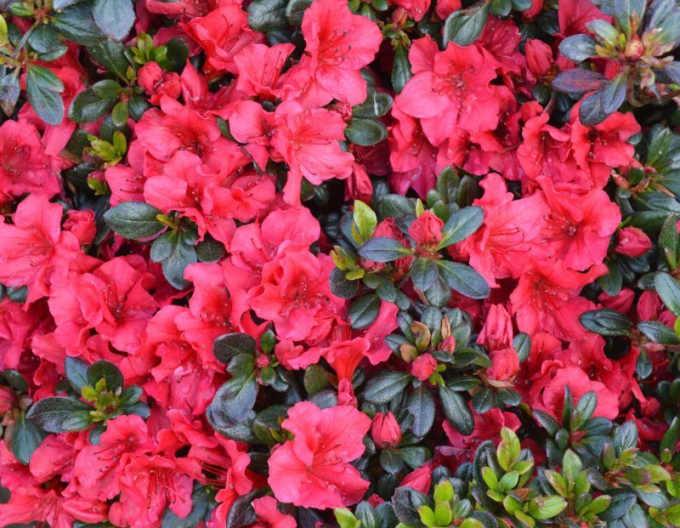 Azalea japonica Johana