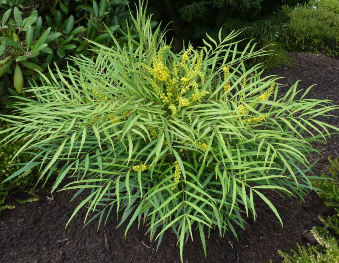Mahonia Sanfte Liebkosung