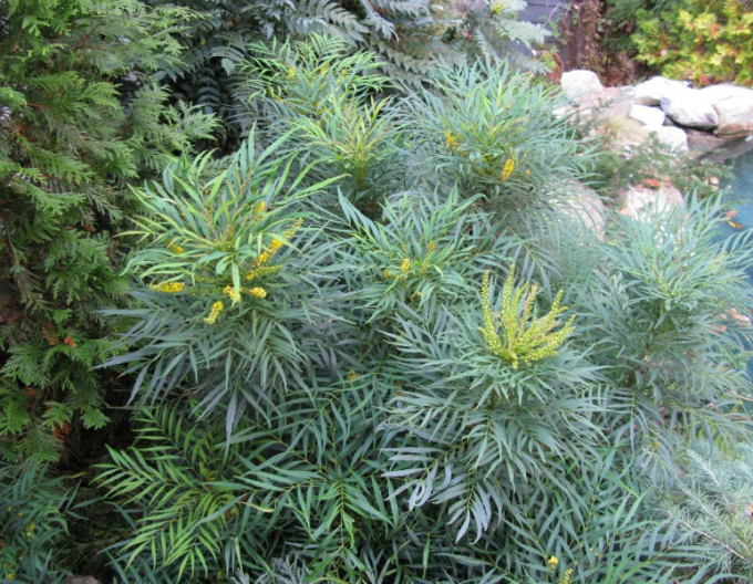 Mahonia Sanfte Liebkosung