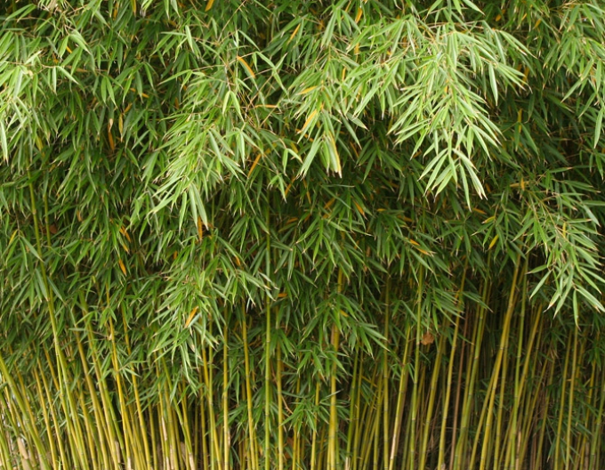 Bambus Fargesia Robusta Formidable