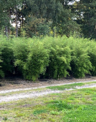 Bambus Fargesia Robusta Formidable