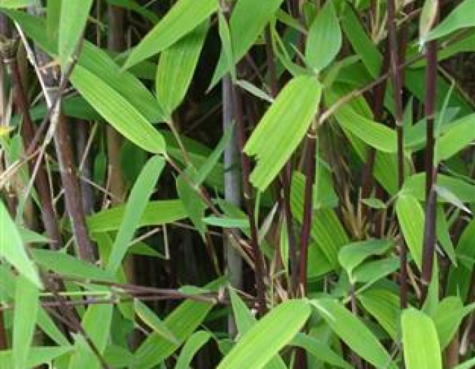 Bambus Fargesia Nitida Gansu