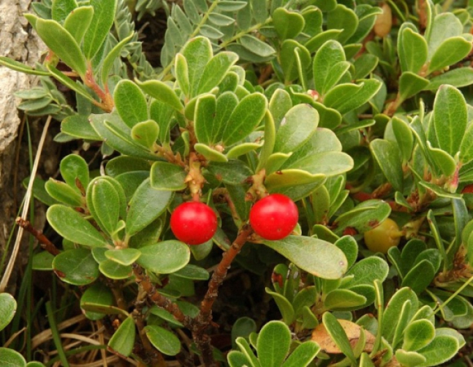 Medvedica medicica