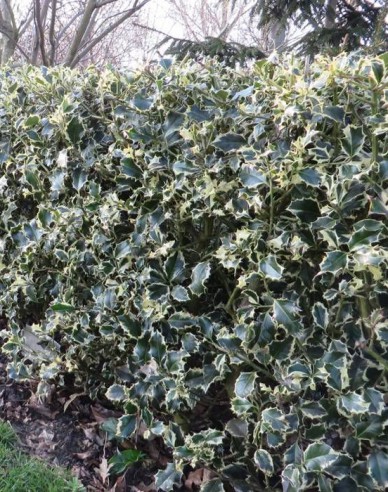 Stechpalme Argentea Marginata
