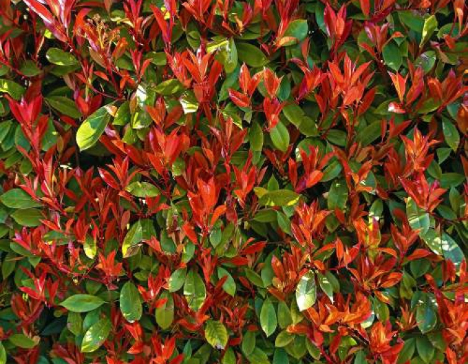 Cervienka Frasers "Carré Rouge