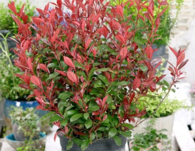 Cervienka Frasers "Carré Rouge