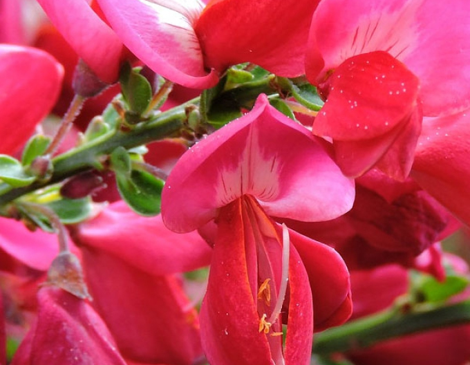 Elfenbein Ginster Boskoop Ruby