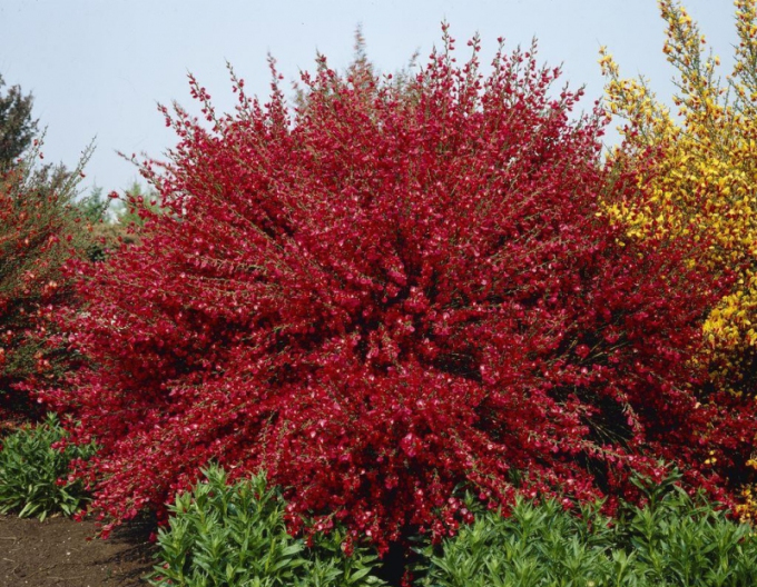 Elfenbein Ginster Boskoop Ruby
