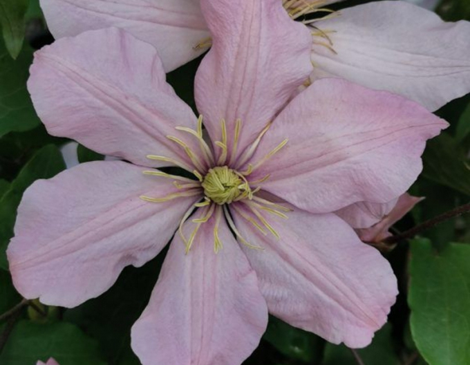 Clematis Ai - Nor