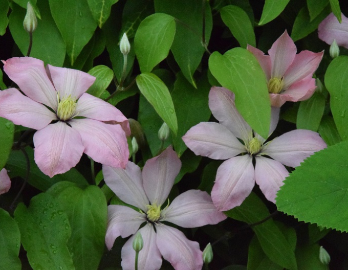 Clematis Ai - Nor