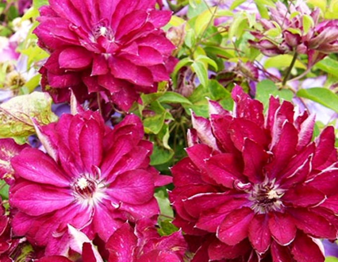 Clematis Akafuji