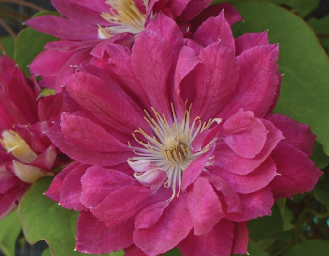Clematis Akafuji