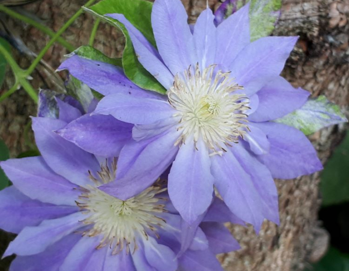 Clematis Azure Ball