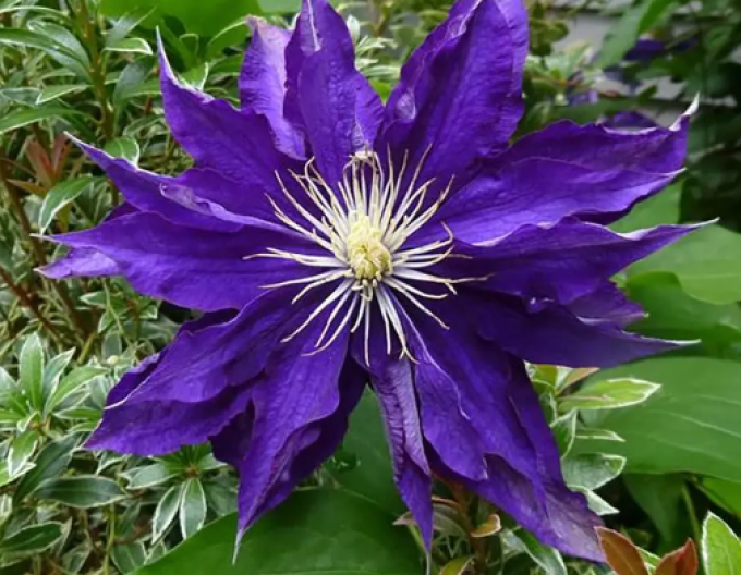 Clematis Hakuookan