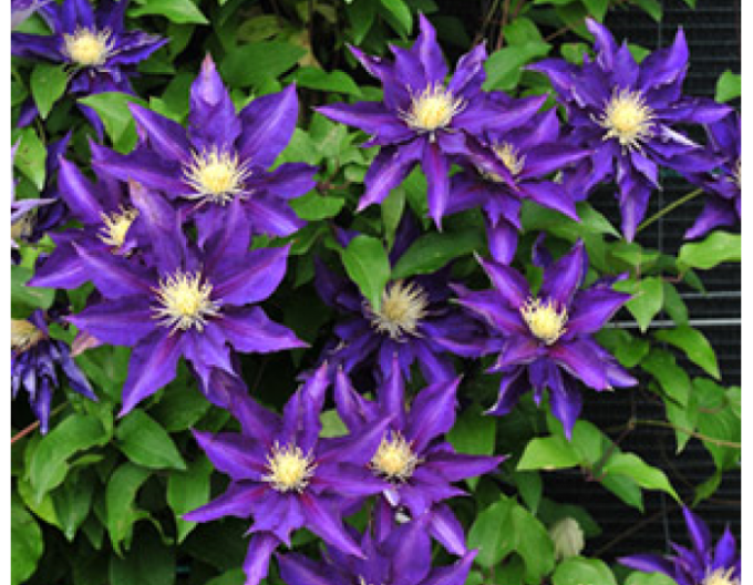 Clematis Hakuookan