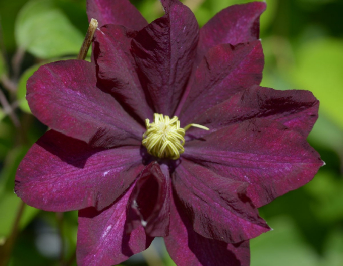 Clematis Jan III Sobieski