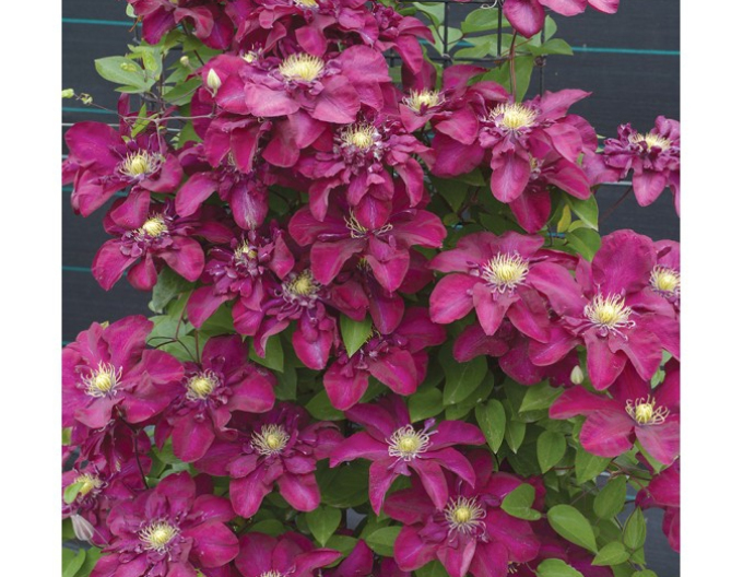 Clematis Jan III Sobieski